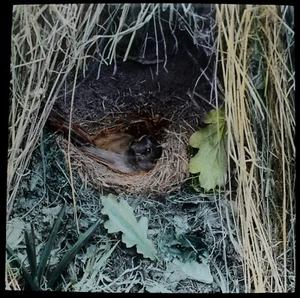 ANTIQUE Magic Lantern Slide ROBIN ON NEST IN HOLE ON BANK C1910 BIRD PHOTO - Foto 1 di 2
