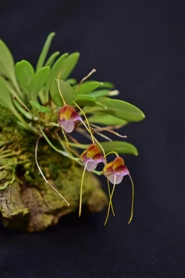 Orquídea Masdevallia patriciana - Imagen 1 de 3