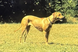 Vintage Foto Dia Hund posiert - Bild 1 von 2