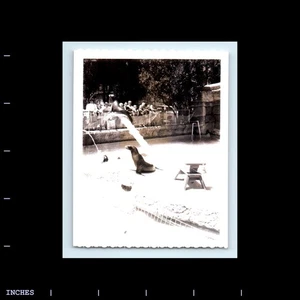 Old Vintage Photo SEAL ZOO EXHIBIT POLAROID - Picture 1 of 2