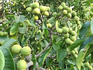 rare extrafertile: CHANDLER - WALNUT- 8seeds ready- for --planting - Picture 1 of 2