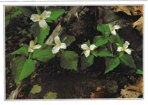 Vintage Flowers Chrome Postcard Large Flowered Trillium Arpel Graphics - Picture 1 of 2