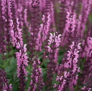 SALVIA NEMOROSA 'ROSE QUEEN', SALVIA DEL BOSQUE - Imagen 1 de 3