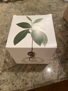 Ilex Studio Avocado Vase Clear Glass Seed Sprout Container - No Handbook NIB - Picture 1 of 3