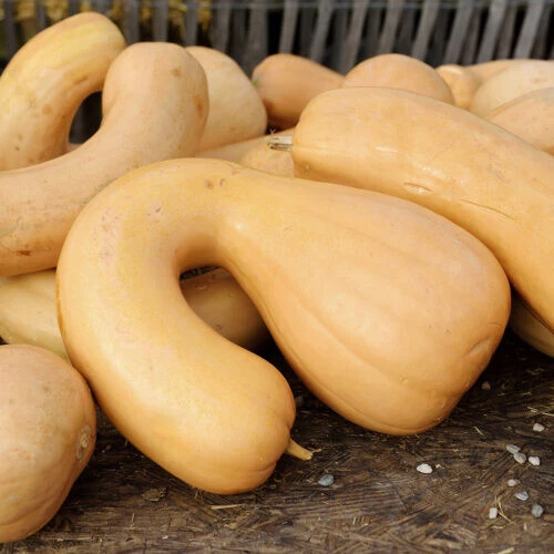 25+ Semillas de calabaza Butternut de Tahití para plantación de jardín - EE. UU. - ¡ENVÍO GRATUITO! Foto 1 de 1