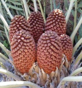 Encephalartos eugene-maraisii - - - Bild 1 von 2