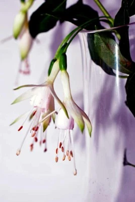 White Fuchsia Hawkshead Summer Flower Flowering Plant Photograph Picture Print — 第 1/4 张图片
