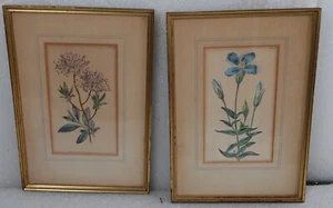 ANTIKE BOTANISCHE ILLUSTRATIONEN BLUMEN KANADISCHE RHODORA GRÖSSERER FRANSEN ENZIAN - Bild 1 von 11