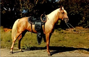 Sillín negro caballo Palomino premio postal - Imagen 1 de 2