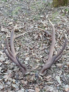 Abwurfstange Geweih Rothirschgeweih Hirschgeweih Hirschhorn Jagd Jäger Jagen - Bild 1 von 4