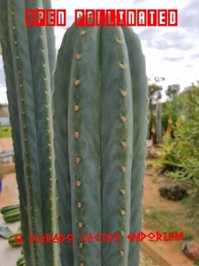 Echinopsis Fields Garden OP Cactus Seed X100 - Picture 1 of 2
