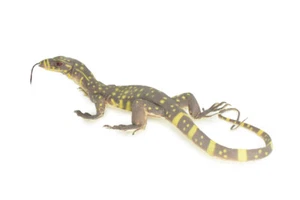 Realistic Monitor Lizard Toy Hard Rubber Lizard, Reptile, Model, 13" IM20 B656 - Picture 1 of 11