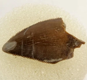 Majungasaurus 0.82" Theropod Tooth Fossil - Maevarano Fm - Berivotra, Madagascar - Picture 1 of 16