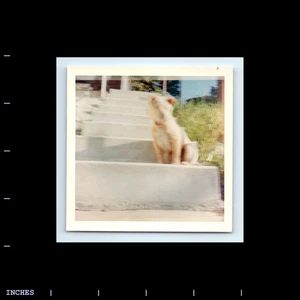 Square Color Photo SOFT FOCUS BLURRY DOG SITTING ON STEPS - Picture 1 of 2