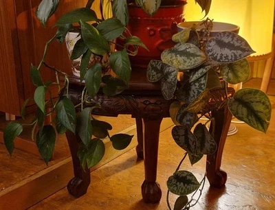 Vintage Carved Wood Corner Plant Stand / Table, Lion Paw Feet - Image 1 of 4