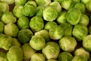 500 Long Island Brussel Sprout Seeds - HUGE Yields! - Picture 1 of 1