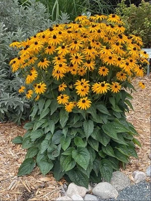 2g Black Eyed Susan Seeds, Rudbeckia Hirta, Classic Wildflower - Image 1 of 3
