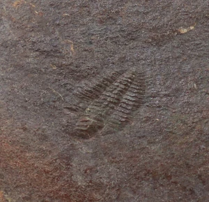Trilobit, Olenus micrurus, Kambrium, Meantwrog Fm, Dolgellau, Wales, UK -i329 - Picture 1 of 3