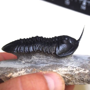 Trilobite Morocconites malladoides Fossil Arthropods Devonian Morocco - Picture 1 of 16
