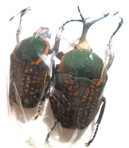 MEGALORRHINA harrisi ssp. HUGE pair M 52 mm + F 38 mm A1 (-) - Afbeelding 1 van 1