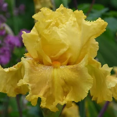 Oregon Firestorm Iris Plant Quart Pot - Repeat Blooming Yellow Flowers Perennial - Image 1 of 4