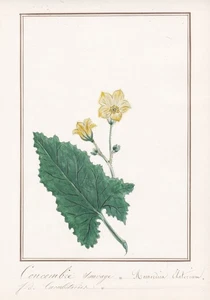 Spritzgurke Exploding Cucumber Flower Botany Flower Watercolour Drawing 1830 - Picture 1 of 1
