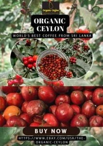 DRY Coffee Seeds HAWAIIAN KONA Arabica Coffee Tree RARE Arabian Mountain Ceylon - Picture 1 of 9