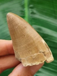 6,1 cm Mosasaurus Zahn - Dinosaurier Fossil Zahn - Bild 1 von 5