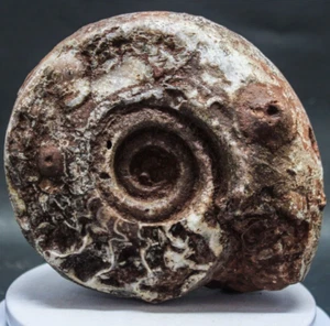 1593gr Increíble Fósil de Amonita Entero Certificado Molusco Timor - Imagen 1 de 10