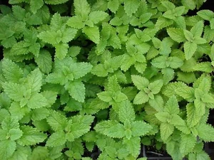Lemon Balm - Melissa officinalis - 50+ seeds - HEIRLOOM! F 068 - Picture 1 of 1