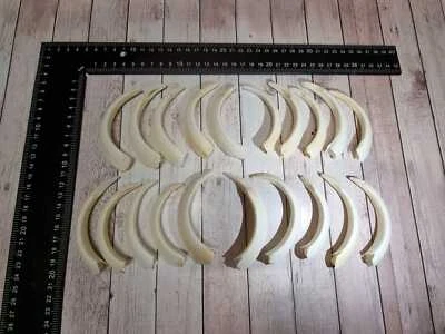 TOP echte Wildschwein Zähne Hauer Keilerwaffe NEU  - Bild 1 von 4