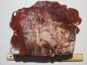 719 FACE POLISHED PETRIFIED WOOD SLAB, JUNIPER FROM NEVADA. EX OLD ROCK SHOP - Picture 1 of 2