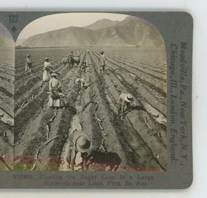 Planting Sugar Cane in Large Hacienda Lima Peru Keystone Stereoview - Picture 1 of 3