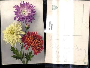 166509,Blumen Chrysanthemen - Picture 1 of 1