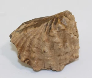 Conchiglia, Myophorella lusitanica, Giura, Oxford, Torres Vedras, Portogallo -b758 - Foto 1 di 7