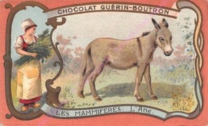 Chromo Chocolat Boutron Guérin Säugetiere L Esel - Bild 1 von 2