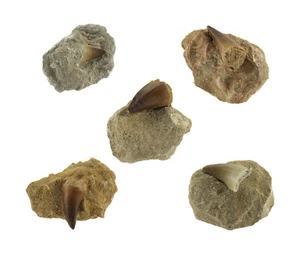 Budawi® Echter Dinosaurierzahn Fossiler Mosasaurus Zahn in Matrix für Sammler  - Bild 1 von 6