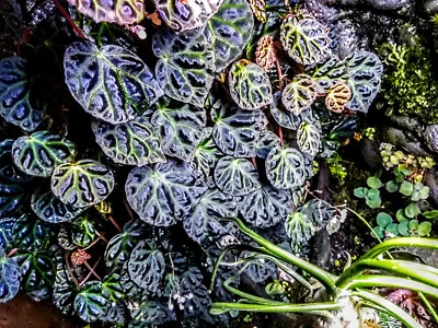 Begonia sp. borneo - Image 1 of 4