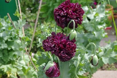 Mohn * Gartenmohn * gefüllt * schwarz * Papaver paeonifloru *  50  Blumensamen - Bild 1 von 3