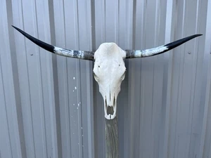 CABEZA DE VACA MONTADA EN CUERNO DE TORO CUERNO CUERNO 6 pulgadas de ancho - Imagen 1 de 3
