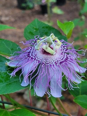 7 Passionfruit Plants Passiflora Incarnata Edulis Flavicarpa  Edible Maracuja  - Image 1 of 3