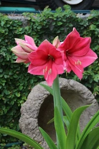 Amaryllis Ice Pink Bulb - Picture 1 of 1