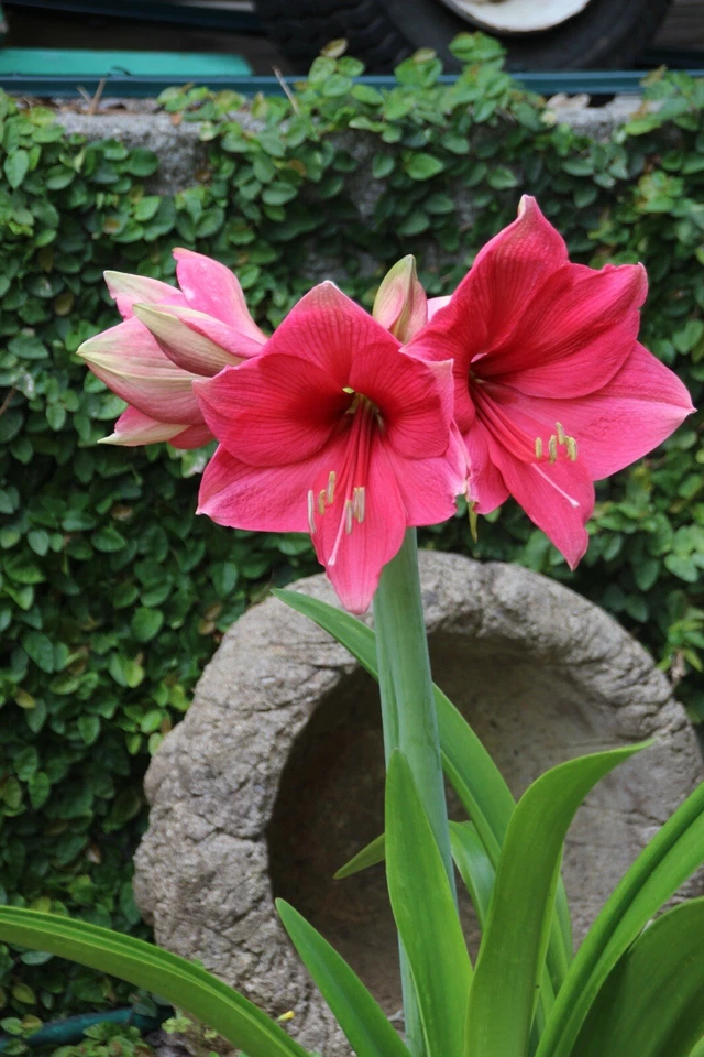 Amaryllis Ice Pink Bulb - Image 1 of 1