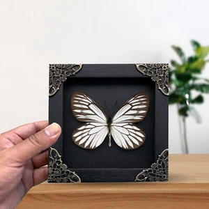 Butterfly Framed Wall Hanging Decor Insect Collection Display Entomology Gift - Picture 1 of 6