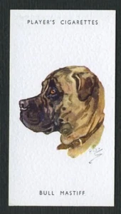 BULLMASTIFF PLAYERS HUNDEKÖPFE SERIE UNVERÖFFENTLICHTE ZIGARETTENKARTE #7 - Bild 1 von 2