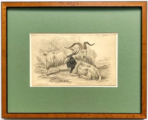 Kaschmir Ziegen Stahlstich von Lizars aus Jardine The Naturalist's Library 1843 - Bild 1 von 3