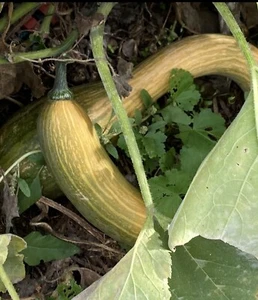 Heritage Pumpkin DUTCH CROOKNECK - 15 Seeds Plus 20+ Mixed Pumpkins - Free Post - Picture 1 of 15