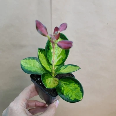 Hoya Australis Lisa Variegated – Live Plant in 4” Pot – Rare Colorful Foliage - Image 1 of 4