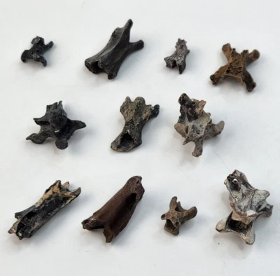 Bird Vertebra Fossil - Florida - Pleistocene Ice Age - 1 Per Purchase - Image 1 of 4