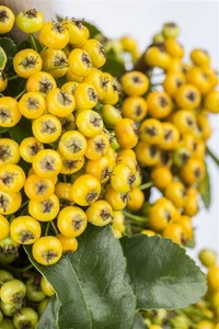 Pyracantha 'Soleil d'Or', Feuerdorn, gelb, 60–80 cm - Bild 1 von 3